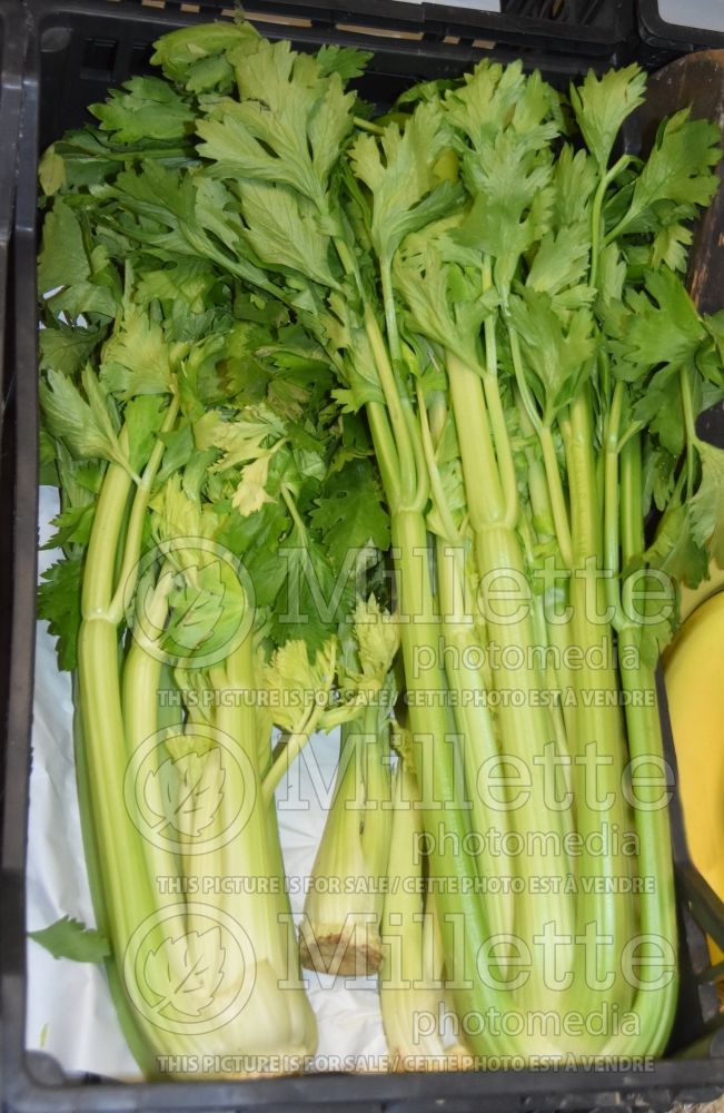 Apium Tango (Celery vegetable) 1 