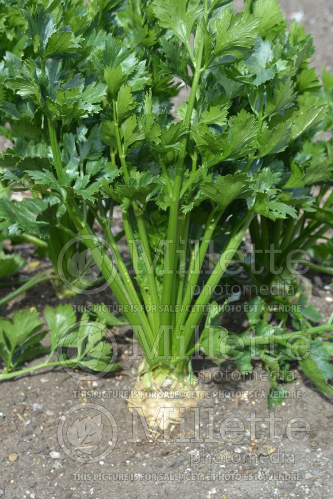 Apium graveolens var. rapaceum (Celeriac celery root knob celery, turnip-rooted celery vegetable) 1
