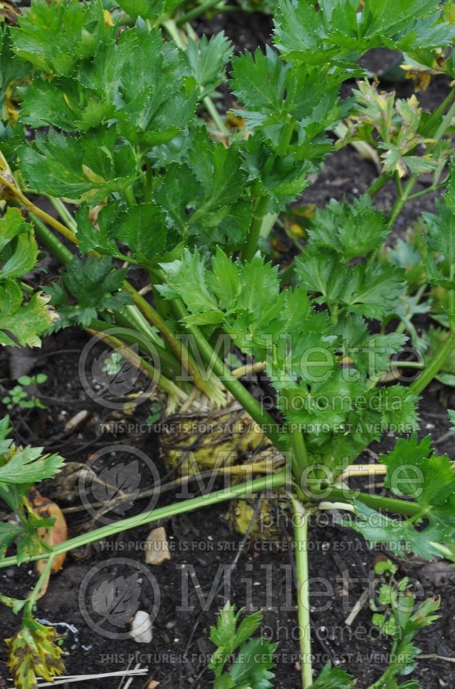 Apium Brilliant (Celeriac celery root knob celery, turnip-rooted celery vegetable) 1 