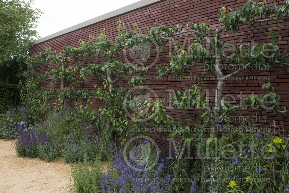 Malus - Apple tree espalier 5 