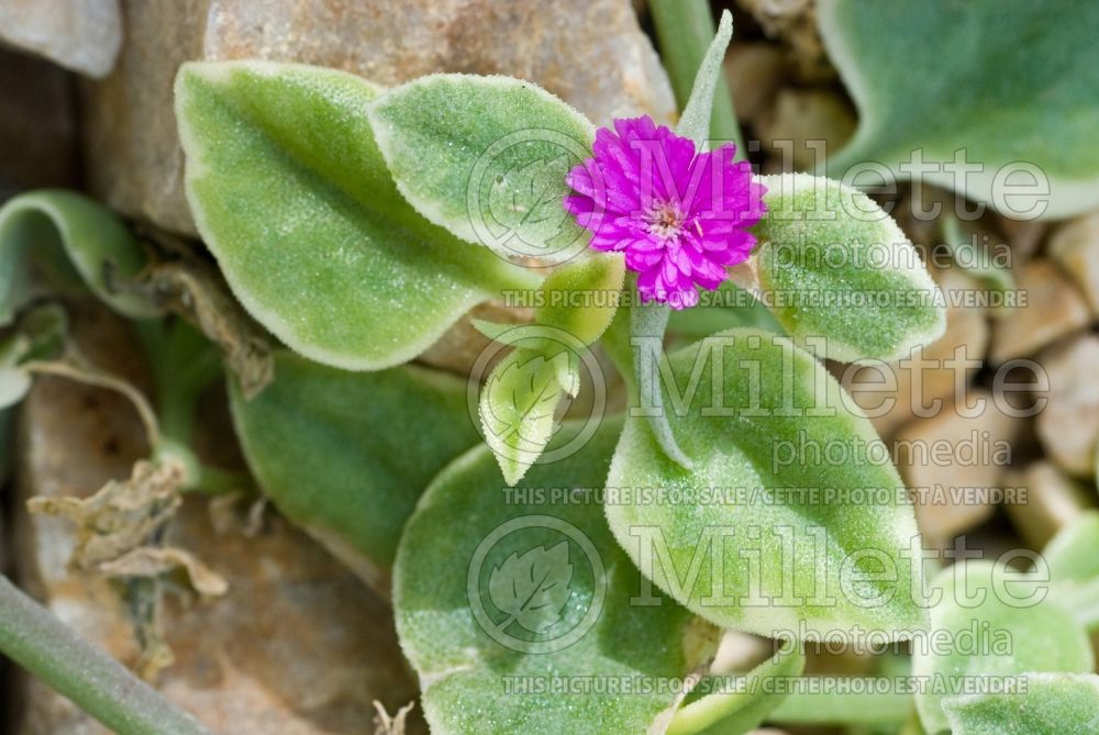 Aptenia Variegata (Heartleaf Ice Plant) 1