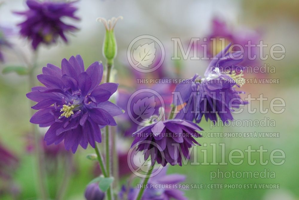 Aquilegia Blue Barlow (Columbine) 4