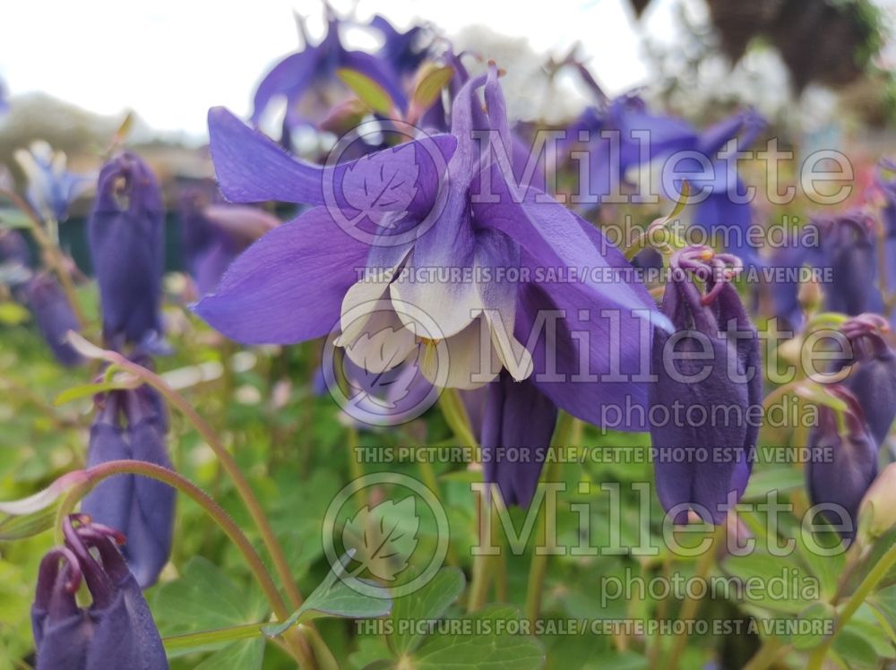 Aquilegia Spring Magic Navy and White (Columbine) 1