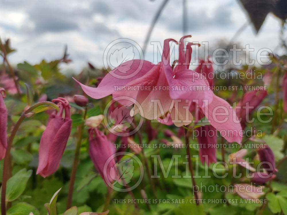 Aquilegia Spring Magic Rose and White (Columbine) 1