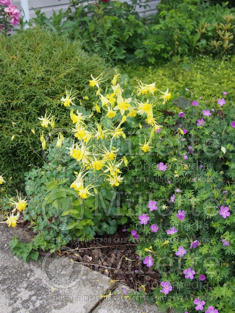 Aquilegia chrysantha (Columbine) 7
