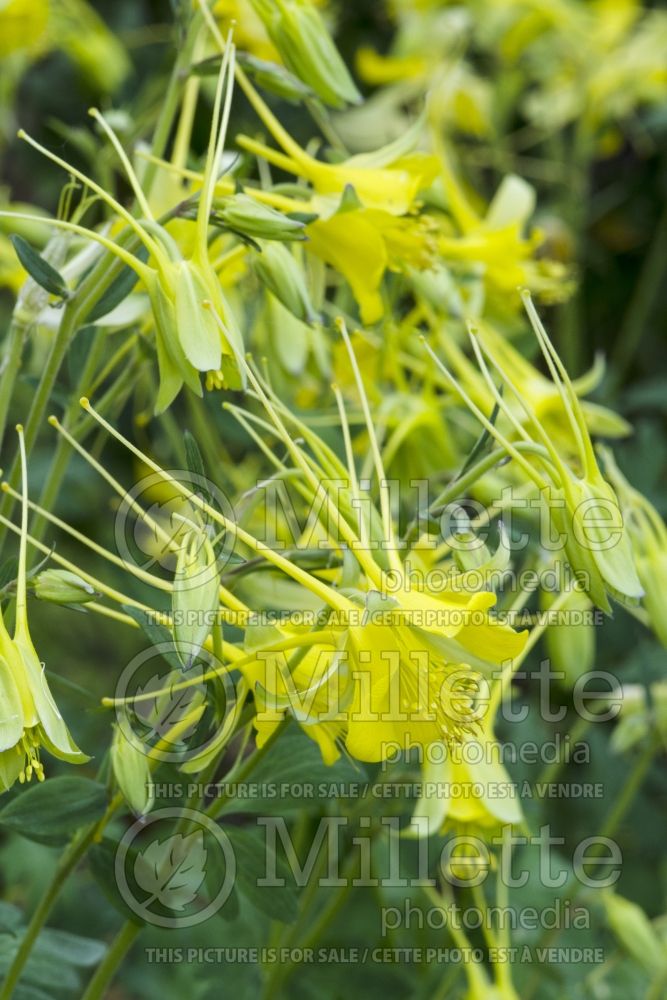Aquilegia chrysantha (Columbine) 6