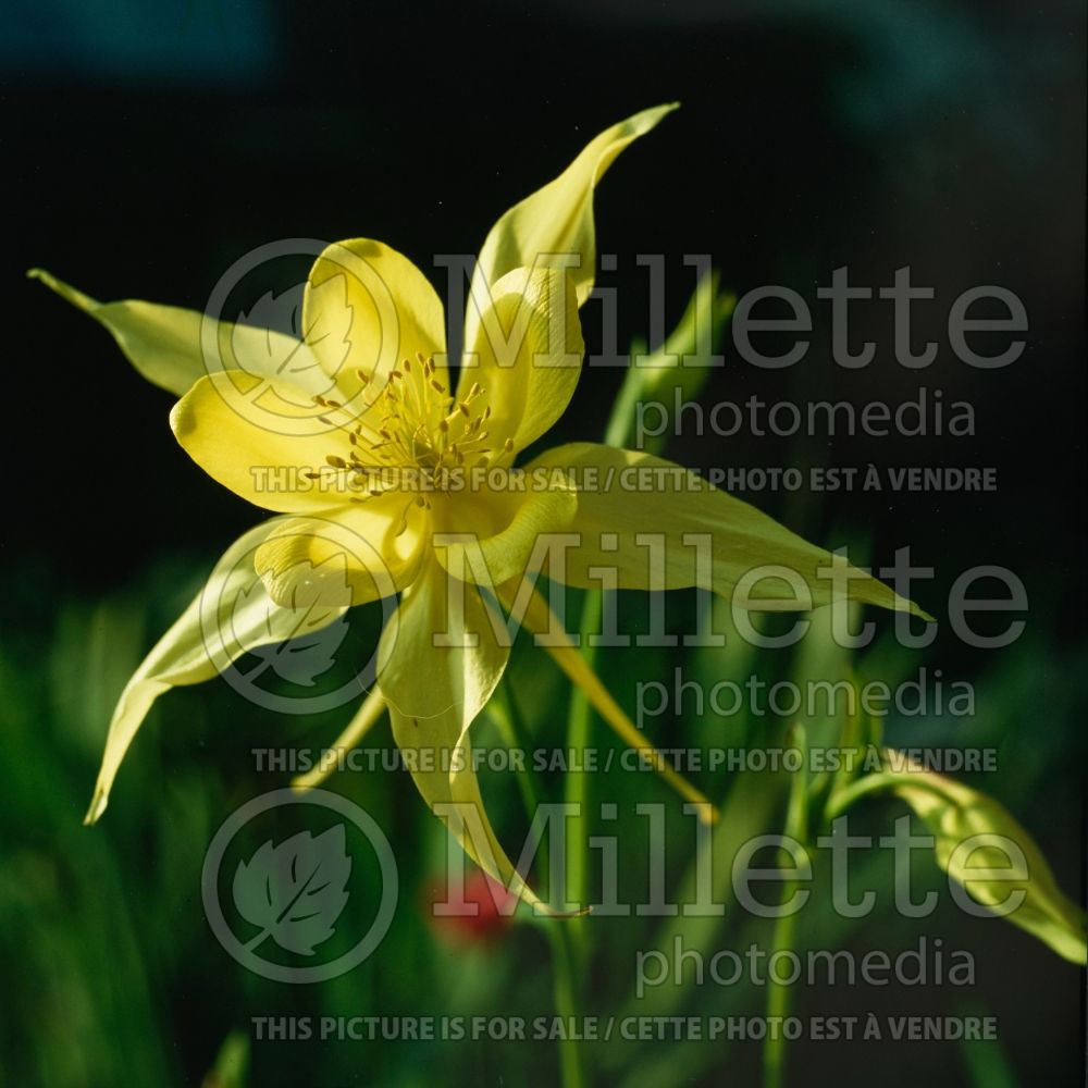 Aquilegia chrysantha (Columbine) 5