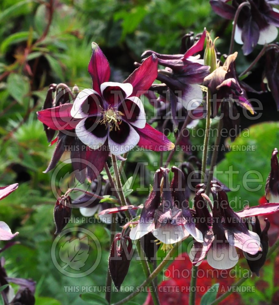 Aquilegia William Guiness (Columbine) 3