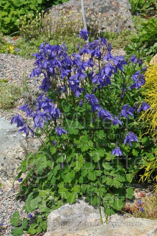 Aquilegia alpina (Columbine) 1