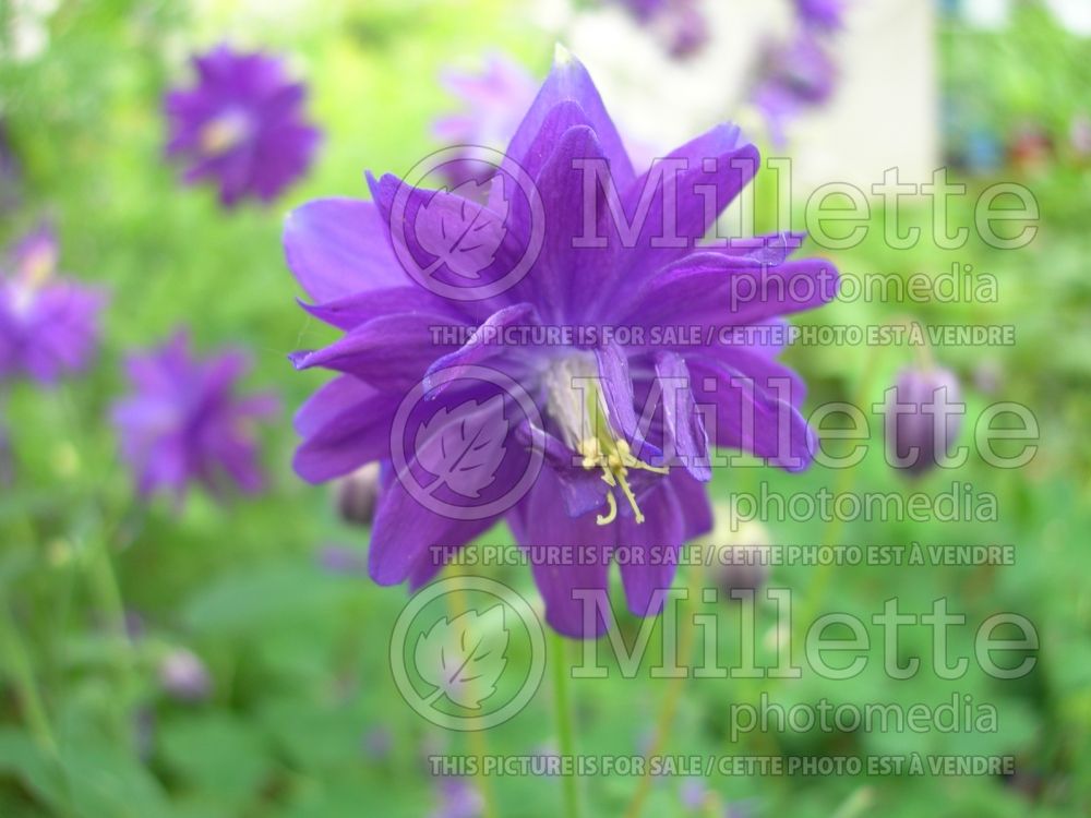 Aquilegia Blue Barlow (Columbine) 1