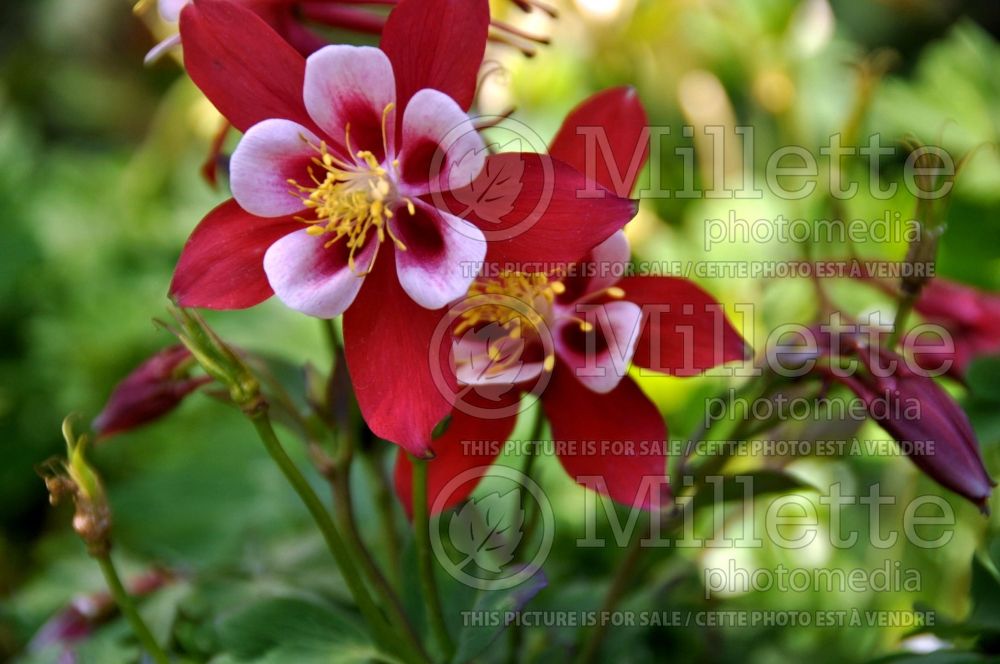 Aquilegia Origami Red and White (Columbine) 3