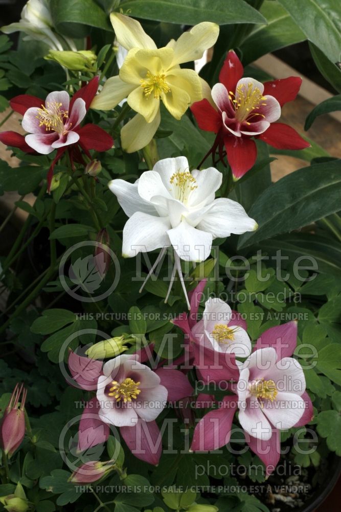 Aquilegia Origami mix (Columbine) 1