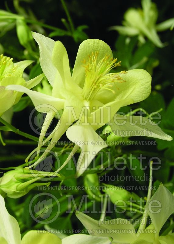 Aquilegia Origami Yellow (Columbine) 4 