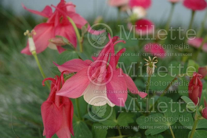 Aquilegia Pagoda Rose and White (Columbine) 1