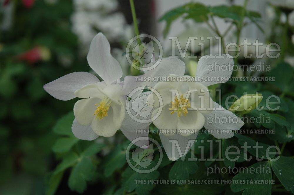 Aquilegia Pagoda White (Columbine) 1