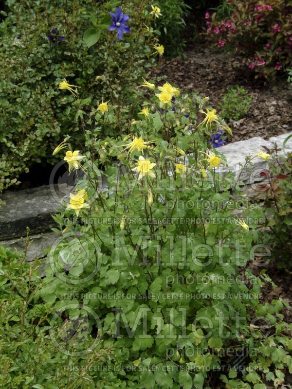 Aquilegia chrysantha (Ancolie) 1