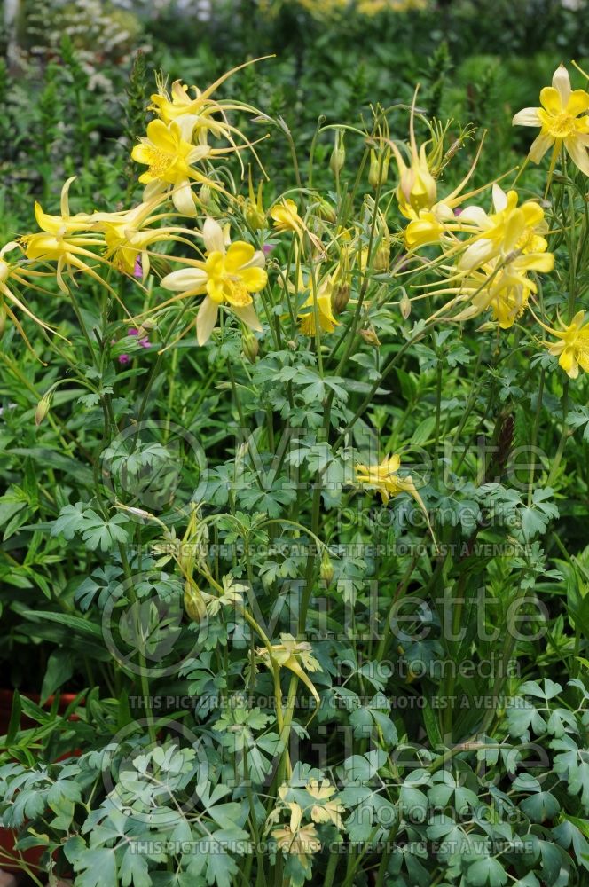 Aquilegia Denver Gold (Columbine) 1