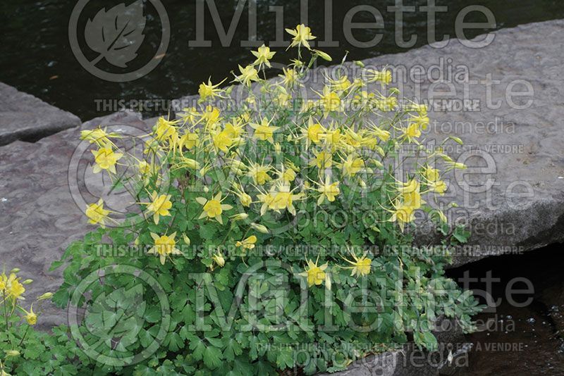 Aquilegia chrysantha hinckleyana (Columbine)  2 