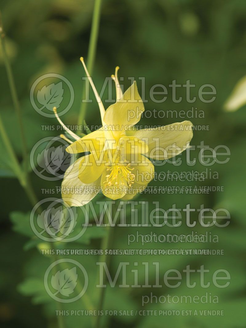 Aquilegia chrysantha hinckleyana (Columbine)  1 