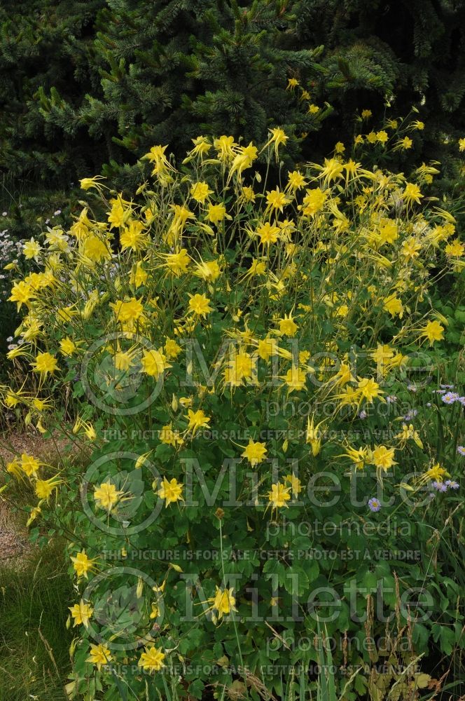 Aquilegia chrysantha (Columbine) 3