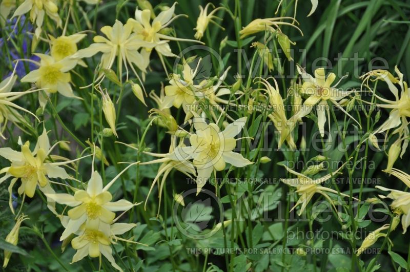 Aquilegia chrysantha (Columbine) 2