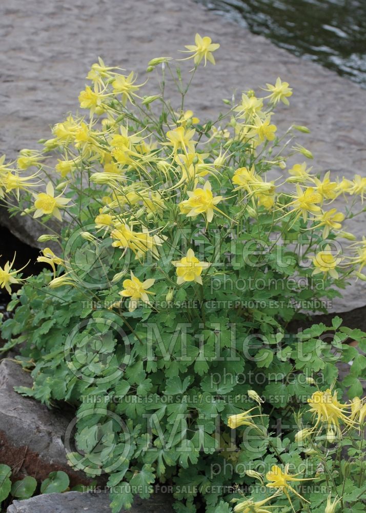 Aquilegia chrysantha hinckleyana (Columbine) 5  