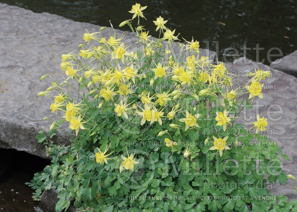 Aquilegia chrysantha hinckleyana (Columbine) 6  