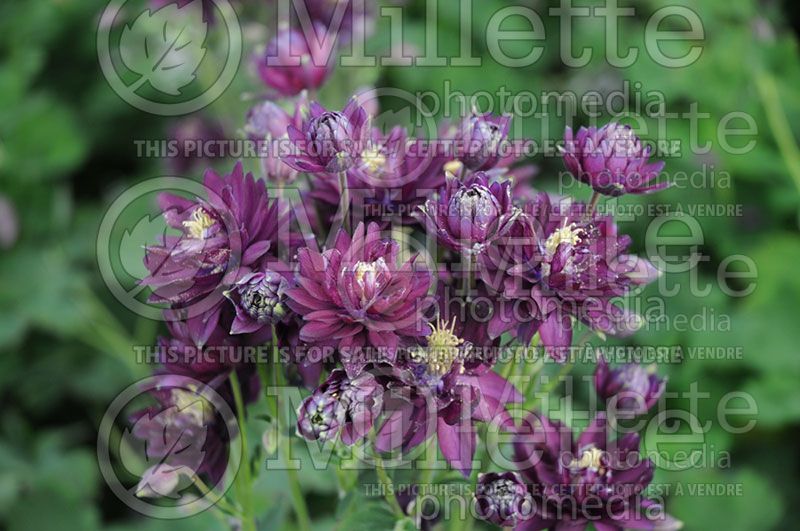 Aquilegia Clementine Dark Purple (Columbine)  1 