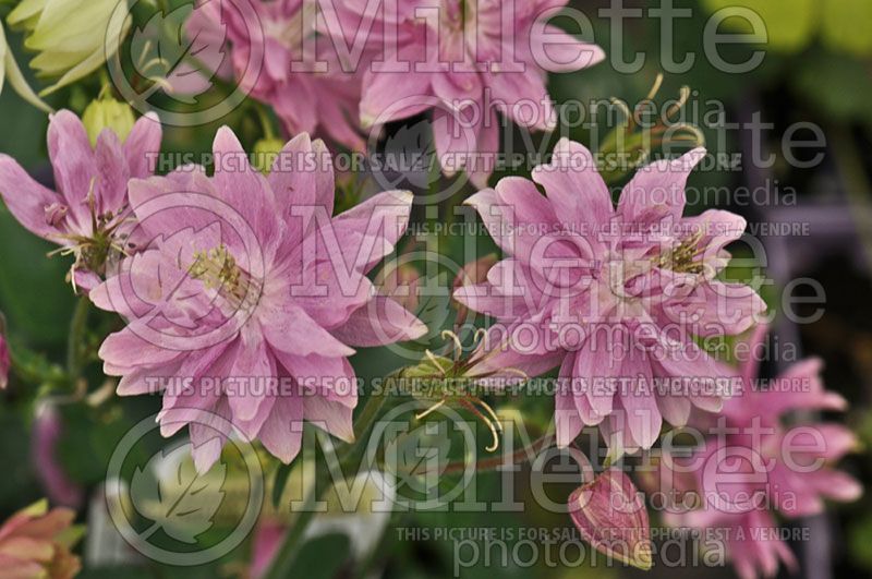 Aquilegia Clementine Rose (Columbine)  2 