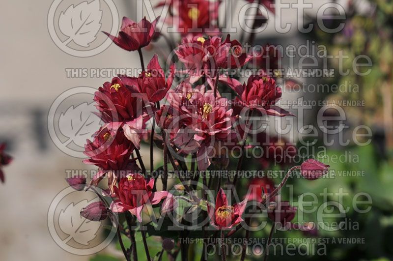 Aquilegia Clementine Red (Columbine)   1