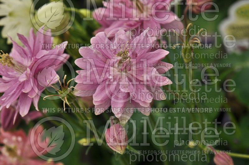 Aquilegia Clementine Rose (Columbine)   1