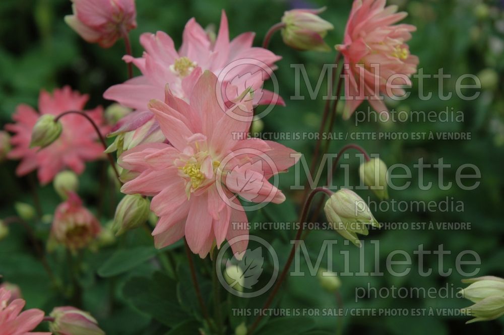 Aquilegia Clementine Salmon Rose (Columbine) 1 