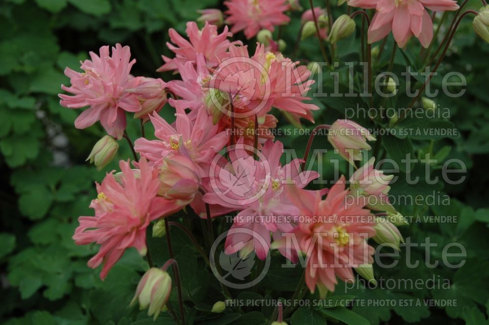 Aquilegia Clementine Salmon Rose (Columbine) 2 