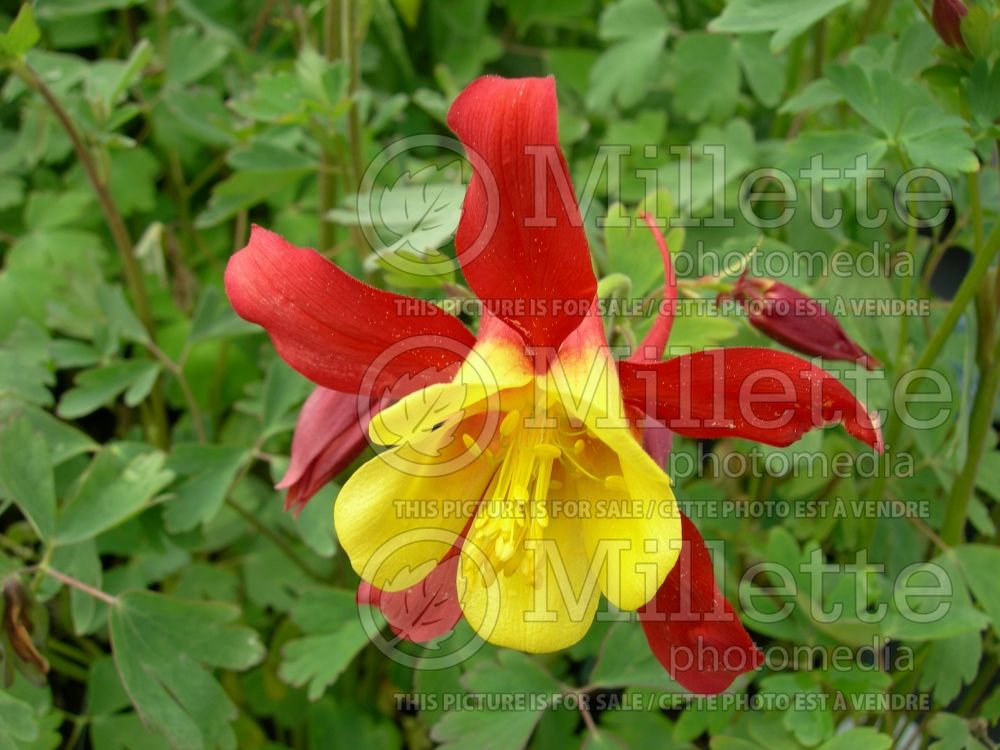 Aquilegia Crimson Star (Columbine)  1