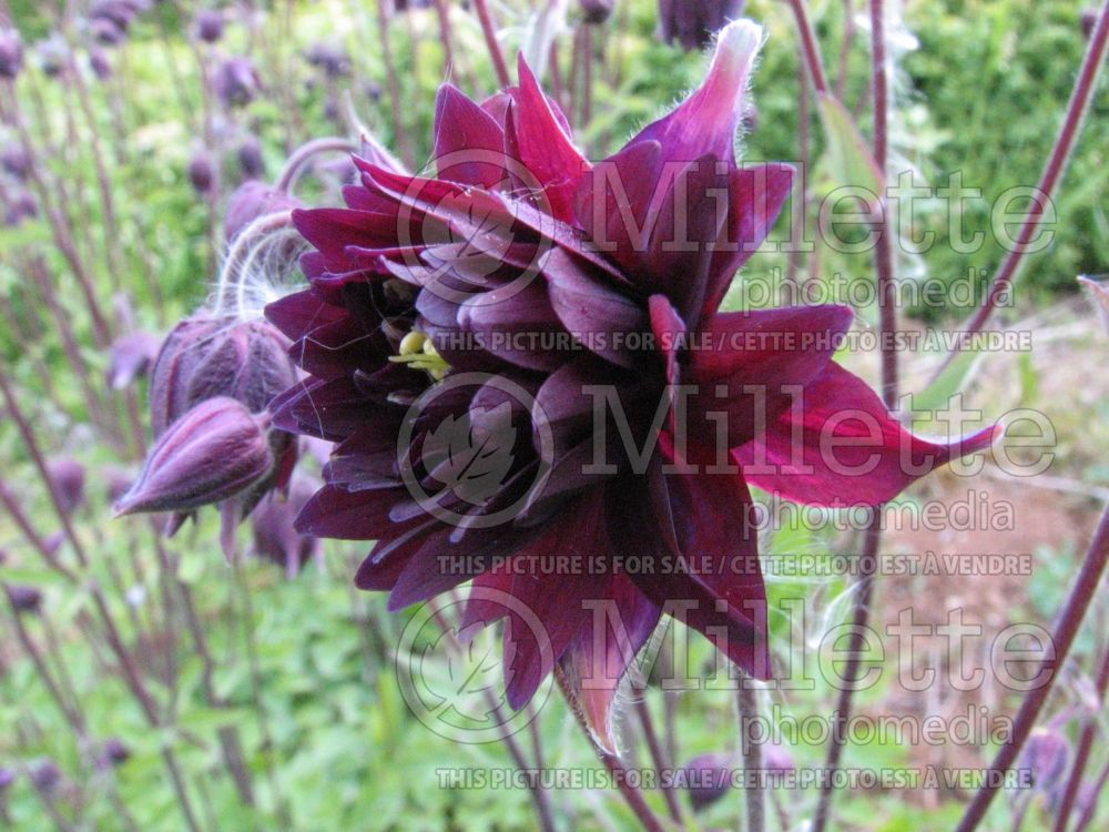 Aquilegia Dark Purple Barlow (Columbine) 1