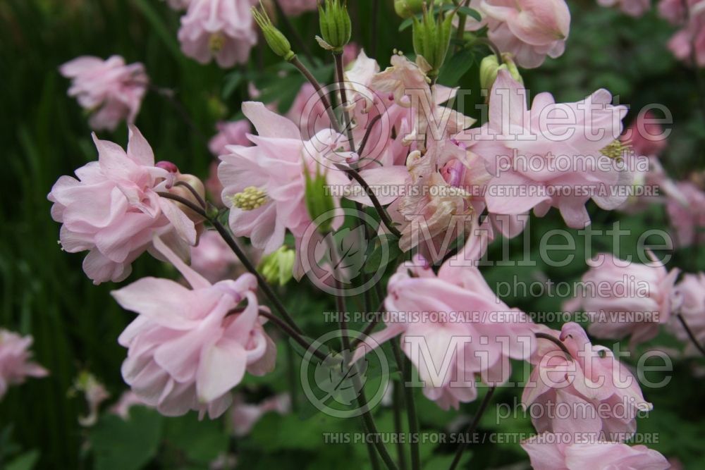 Aquilegia Dorothy Rose (Columbine) 1