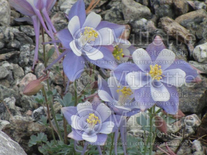 Aquilegia flabellata (Columbine) 3