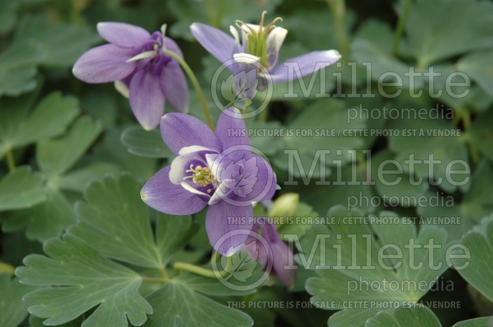 Aquilegia Blue Angel (Columbine) 1  