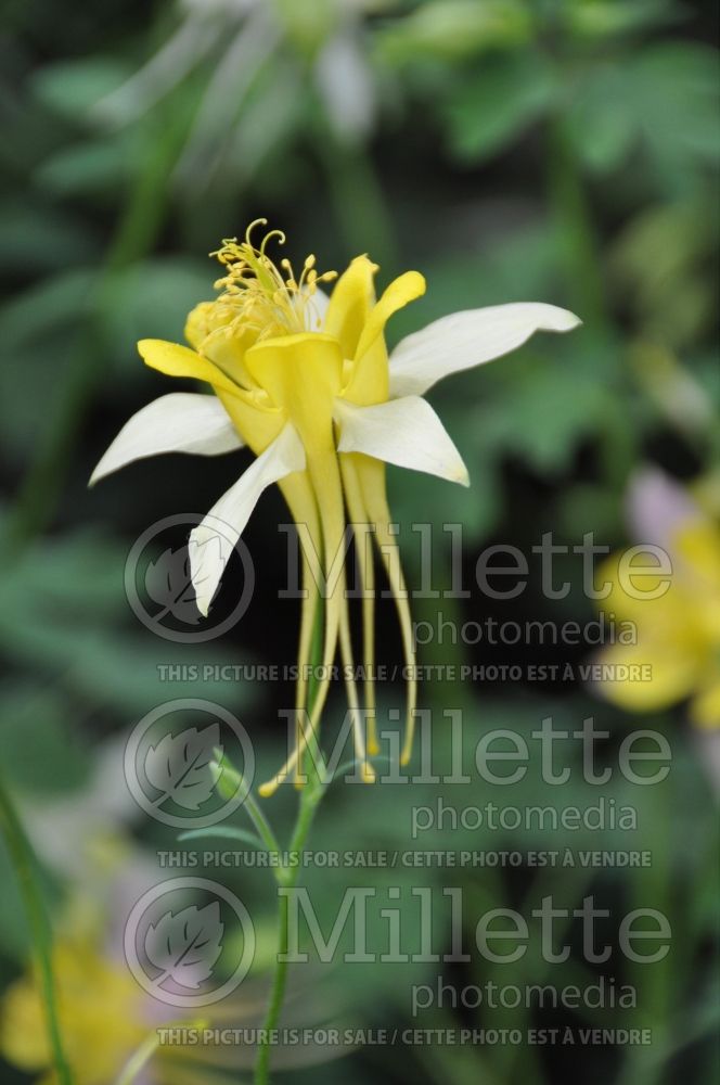 Aquilegia flabellata (Columbine) 1