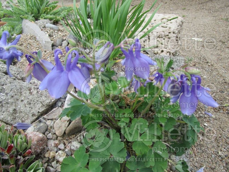 Aquilegia flabellata (Columbine) 2