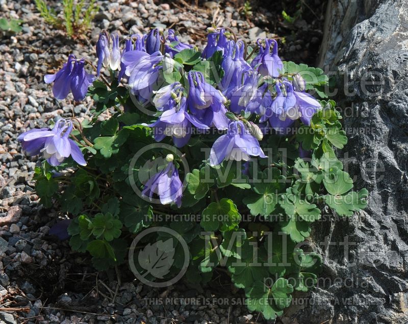 Aquilegia Nana (Columbine) 1