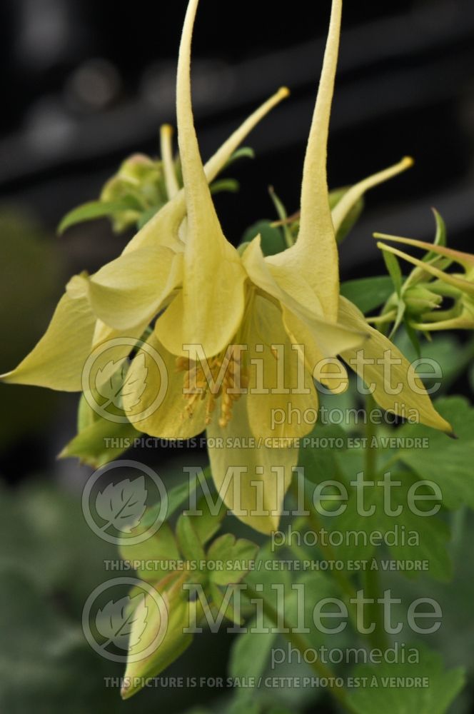 Aquilegia Spring Magic Yellow (Columbine) 3