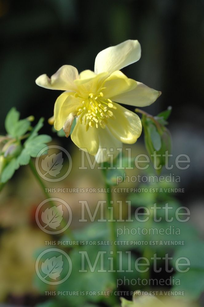 Aquilegia Spring Magic Yellow (Columbine) 1