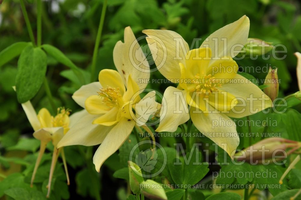 Aquilegia Spring Magic Yellow (Columbine) 2