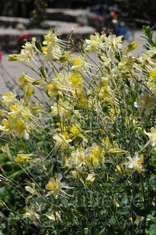 Aquilegia longissima (Columbine) 1