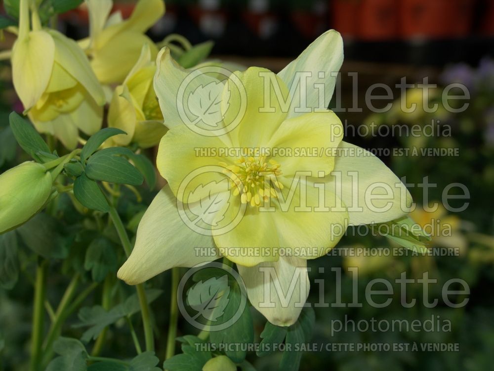 Aquilegia Music Yellow (Columbine) 1  