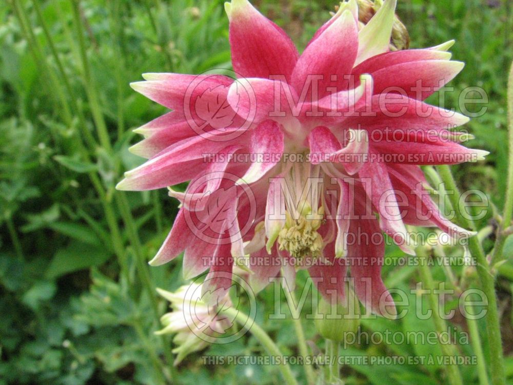 Aquilegia Nora Barlow (Columbine) 1