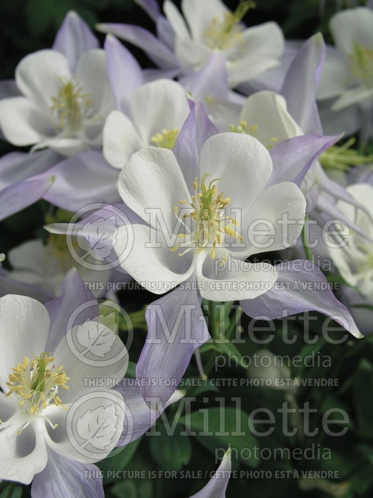 Aquilegia Origami Blue and White (Columbine) 1 