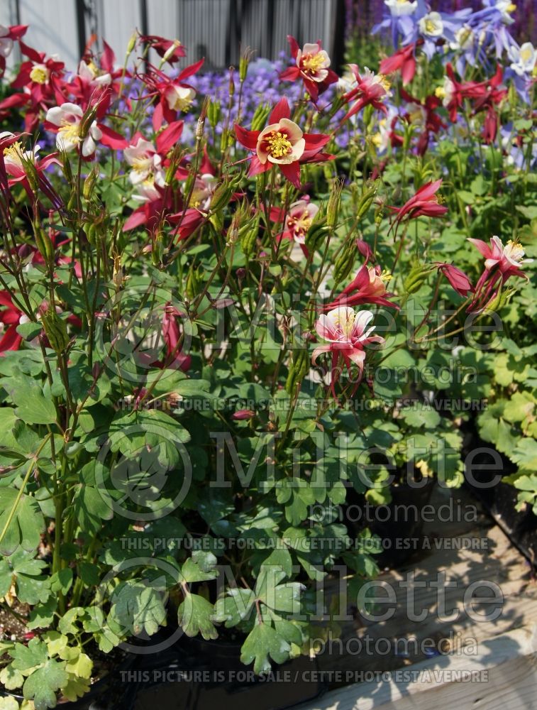 Aquilegia Origami Red and White (Columbine) 4