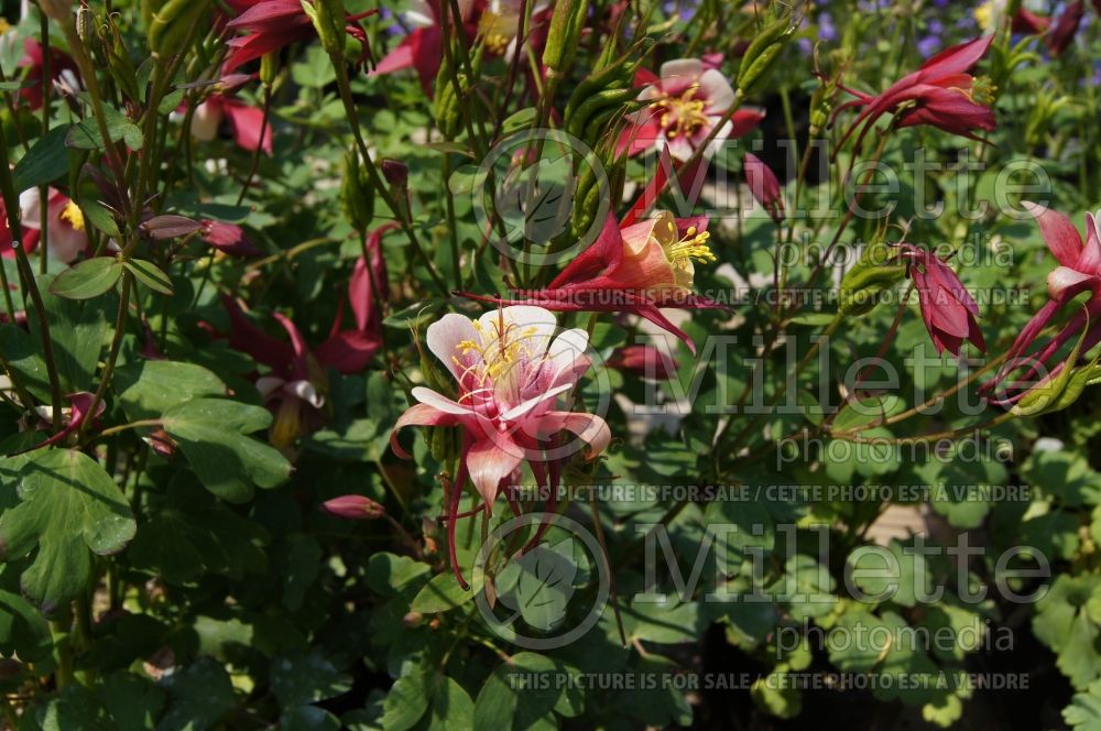 Aquilegia Origami Red and White (Columbine) 7